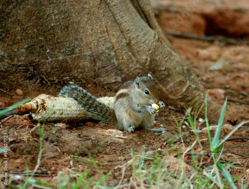 Photography A squirrel eating grains of corn sitting at the base of a tree (photographed in