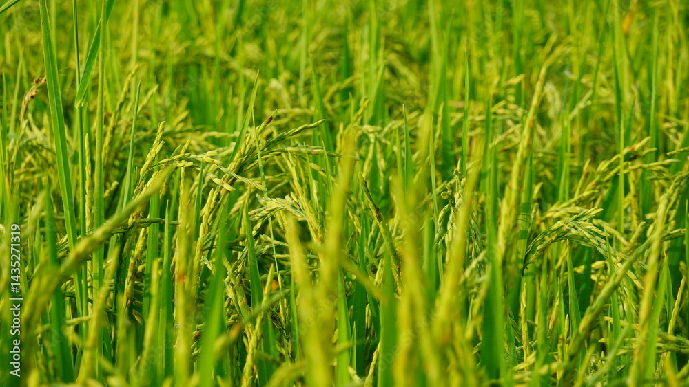 Rice field agriculture grain food yield season Rice field agriculture grain food yield season