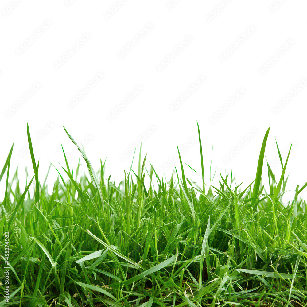 Fototapeta premium Vibrant green grass field landscape showing lush greenery isolated on white background for artistic use, Green grass field landscape isolated on white background