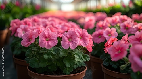 Pink flowers in rows in a greenhouse