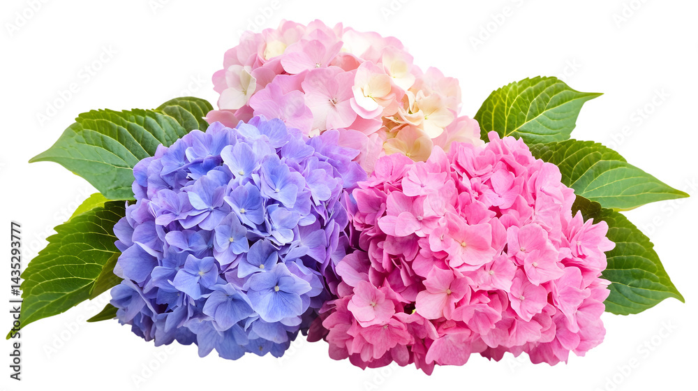 Fototapeta premium Colorful Hydrangea Blossoms