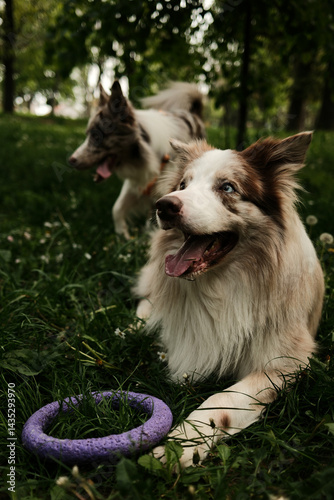 Sticker Two red merle Border Collie dogs relax on green grass in a shaded park
