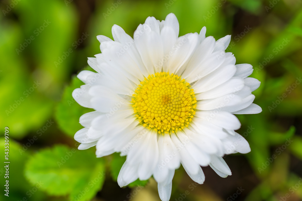 Obraz premium Beautiful white daisy bloom with golden yellow centre against soft green bokeh. Macro detail of a fresh Bellis perennis flower showing perfect symmetrical petals in a natural garden setting