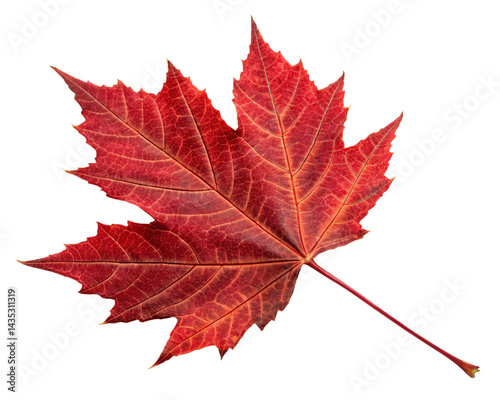maple leaf isolated on transparent background
