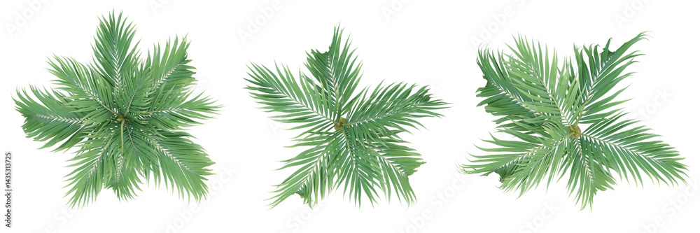 Top view of Burretiokentia hapala palm tree on transparent background, 3d render plant illustration Top view of Burretiokentia hapala palm tree on transparent background, 3d render plant illustration