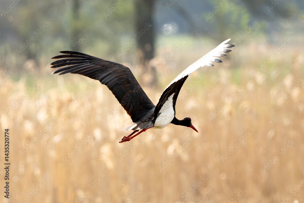 Obraz premium Black Stork In Flight Photograph Of Wild Nature
