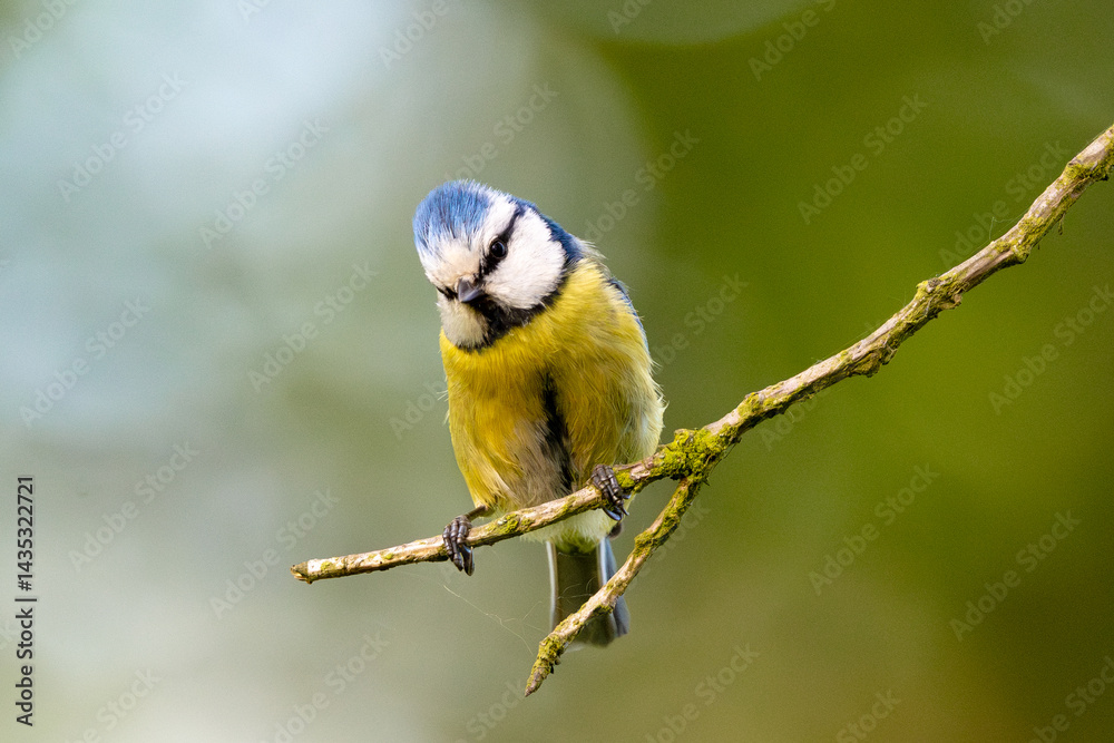 Obraz premium Eurasian Blue Tit Sitting On Tree With Blurred Background