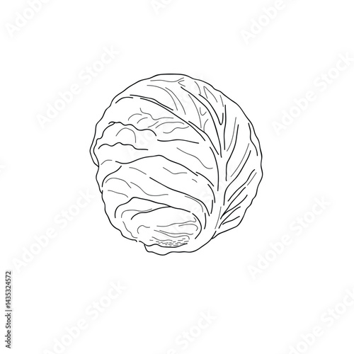 A detailed black-and-white line drawing of a whole cabbage. The illustration captures the layered leaves and compact, round shape of this classic leafy vegetable, making it ideal for culinary artwork