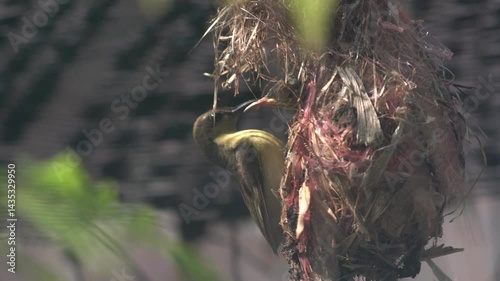 Olive-backed Sunbird family. Common birds in Asia, it reuse scrap for nesting materials. The nest hanging on clothesline. Selective focus and free space for text.