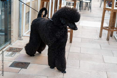 Cuadro en lienzo Caniche gigante negro perro elegante