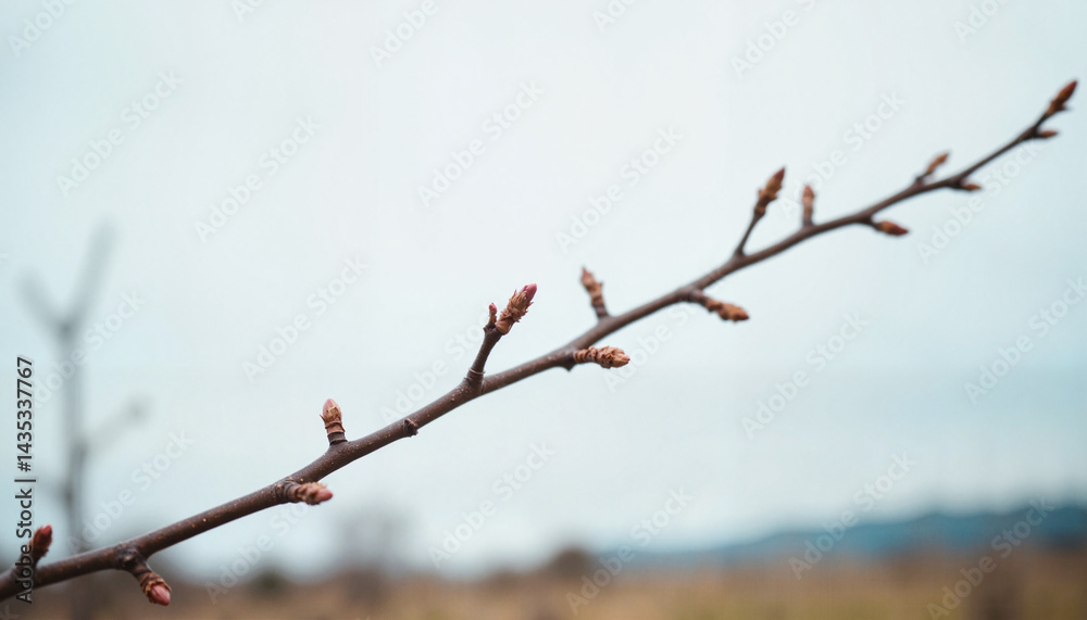 Young buds on branch silhouetted against cloudy sky, nature's simplicity Young buds on branch silhouetted against cloudy sky, nature's simplicity
