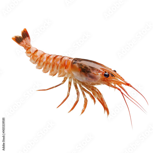 Wallpaper Mural Fresh shrimp isolated on a Transparent background with detailed features highlighted, shrimp isolated on PNG background Torontodigital.ca