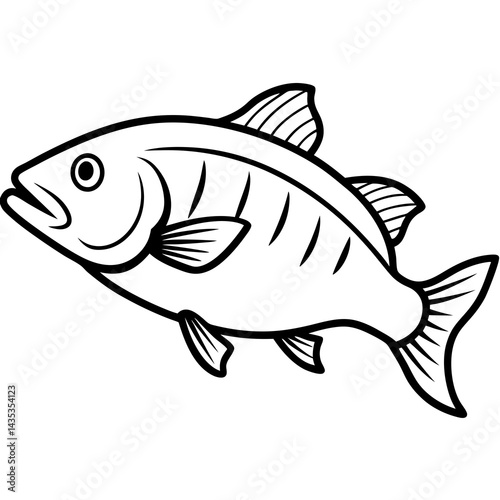 Minimal Barramundi Fish Vector on White