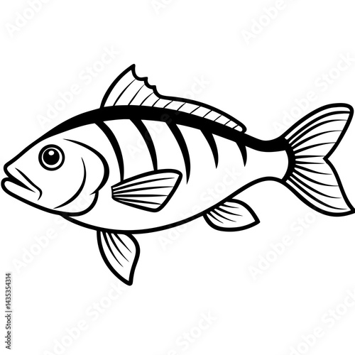 Minimal Barramundi Fish Vector on White