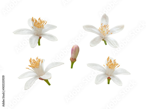 Lemon tree white flowers and bud set isolated transparent png. Citrus flowering plant.