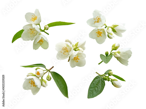 Fototapeta Naklejka Na Ścianę i Meble -  White flowers, leaves and buds set isolated transparent png. Philadelphus or mock-orange flowering plant.