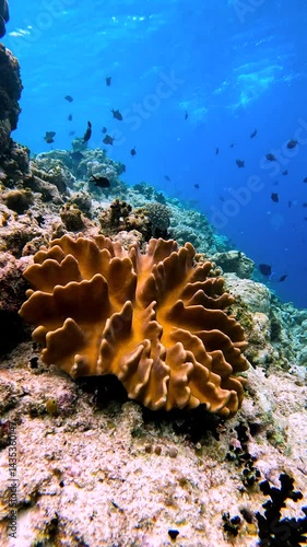 Sarcophyton trocheliophorum, a mushroom coral, seen underwater in the Maldives, surrounded by reef and various fish species. photo