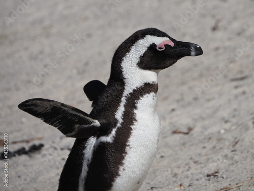 Φωτογραφία African or jackass penguin Spheniscus demersus at Boulders Beach, Cape Peninsula
