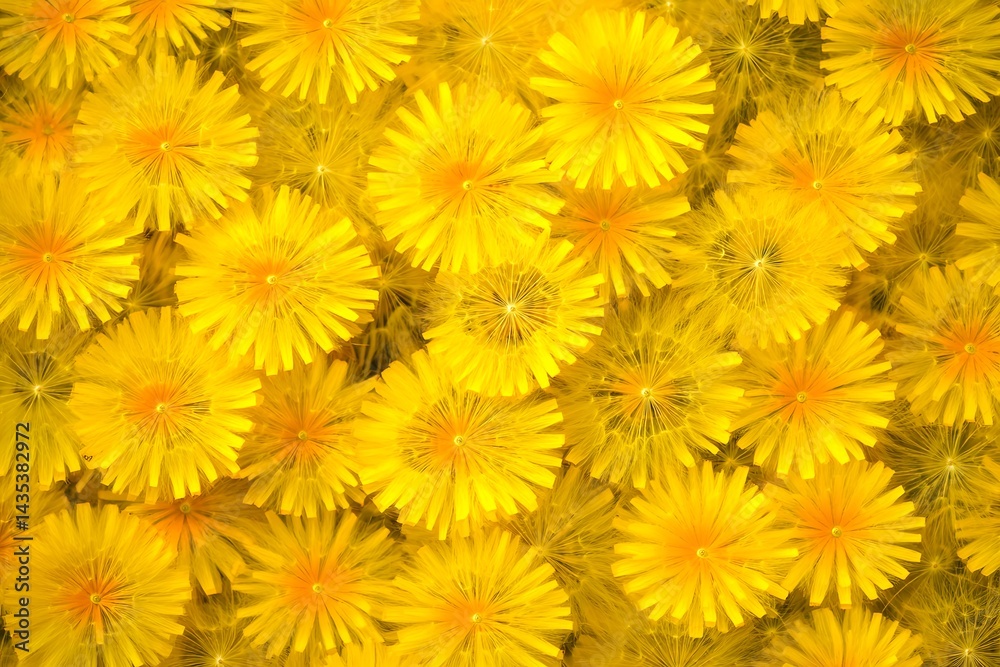 Vibrant Yellow Dandelion Flower Background Texture Vibrant Yellow Dandelion Flower Background Texture