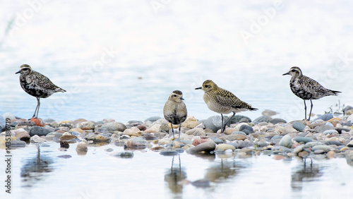 Photos Small water birds standing on pebbles in shallow water, minimal wildlife nature