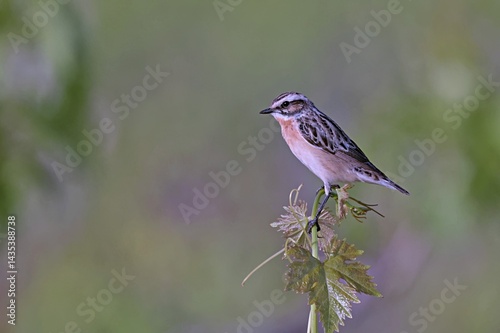 Whinchat - Saxicola rubetra, Crete, Greece 