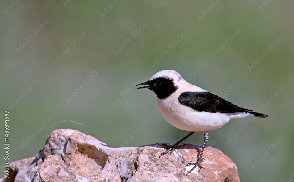 Fototapeta premium Eastern Black-eared wheatear (Oenanthe melanoleuca), Greece