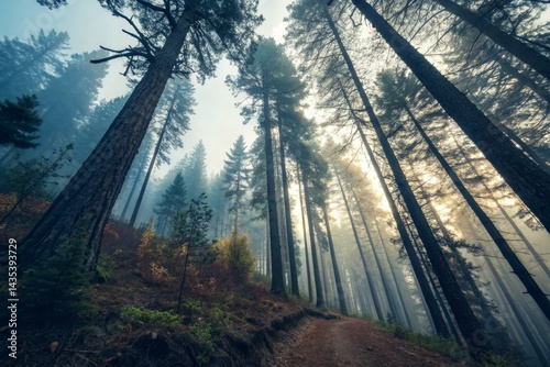 Misty Forest Landscape with Tall Trees
