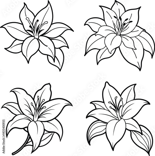 Collection of lily flower outlines for coloring books and floral designs