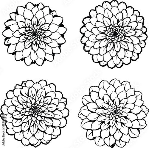 Floral seamless pattern of four black and white dahlia flowers for fabric design