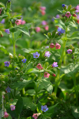  Lungwort ( Pulmonaire officinale), Miodunca- spring blooming pink and purple colors tiny flowers on the stem . Selected focus. Medical herb. Gardening, planting ornamental and medical plants concept.