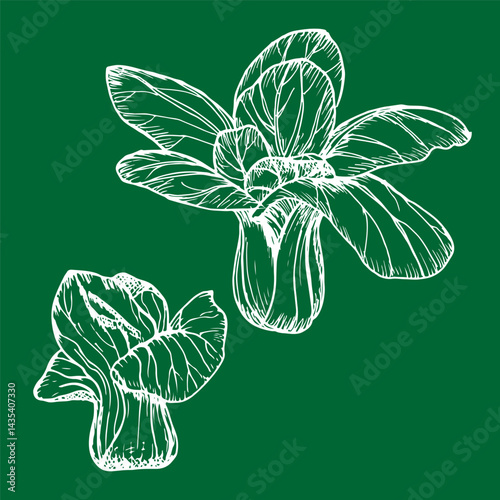 Bok choy outline illustration set. Simple doodle drawing in engraving style. Hand drawn vector line art clipart isolated