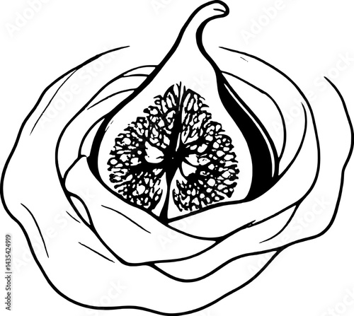Elegant Artistic Fig Illustration with Detailed Seeds and Delicate Outer Layers Design