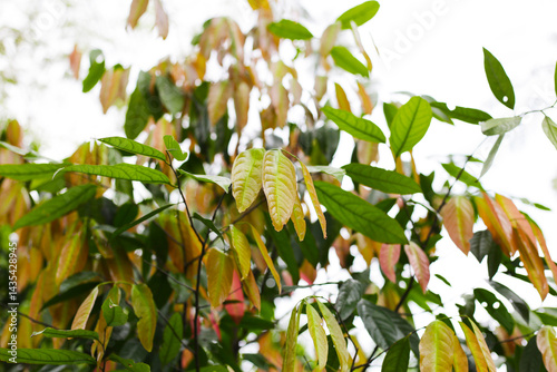 Colorful kepel leaves, Stelechocarpus burahol photo
