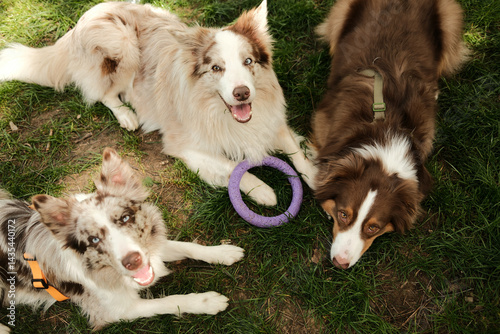 Canvas Print Happy dogs - two red merle Border Collie and one brown Australian Shepherd lying on green grass with a purple ring toy, looking up with joyful expressions on a sunny day in the park