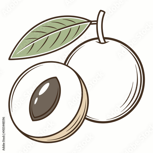 Lychee fruit illustration with leaf