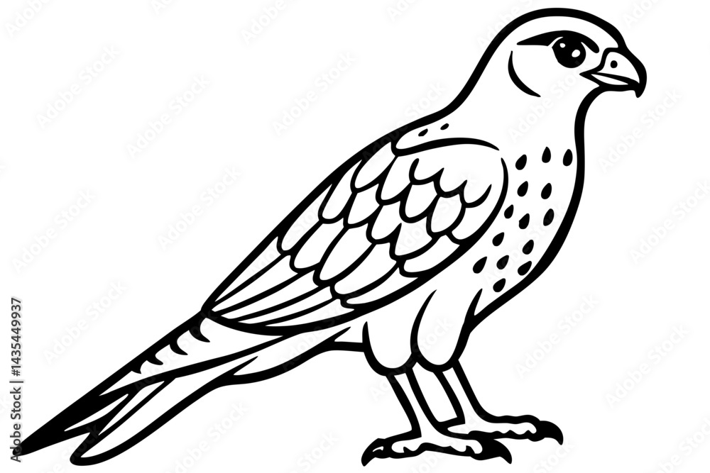Falcon vector illustration line art and white background Falcon vector illustration line art and white background