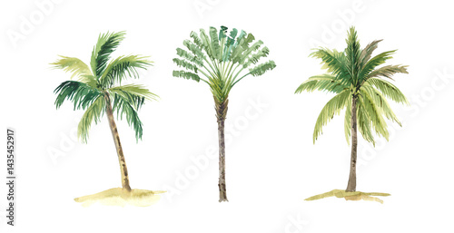 Watercolor palm trees set, hand-draw illustrations photo