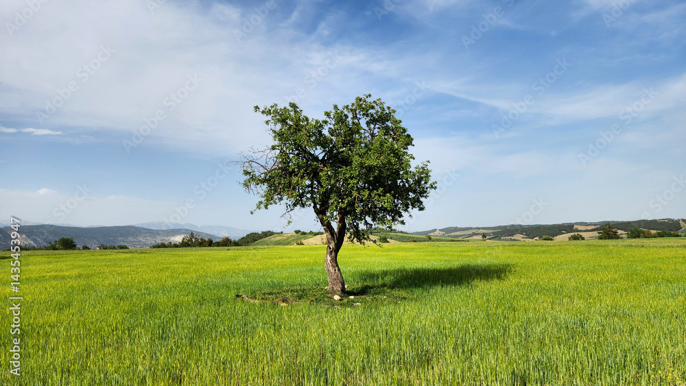 In a wheat field, a wild apple tree stands resilient, defying the passage of time while gracefully showcasing the beauty that years have bestowed upon it. In a wheat field, a wild apple tree stands resilient, defying the passage of time while gracefully showcasing the beauty that years have bestowed upon it.