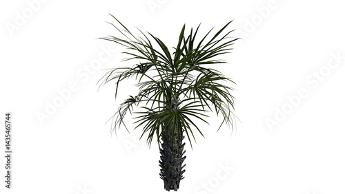 Tropical Tree