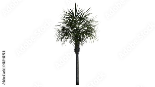 Tropical Tree