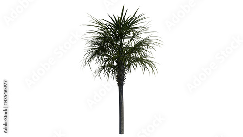 Tropical Tree
