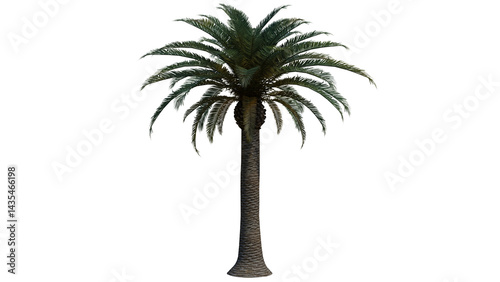 Tropical Tree