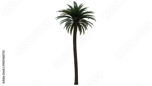 Tropical Tree