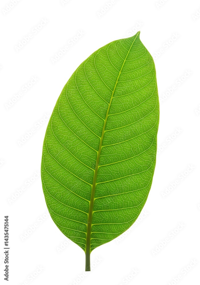 Close-up of Green Leaf Veins on White Background Close-up of Green Leaf Veins on White Background