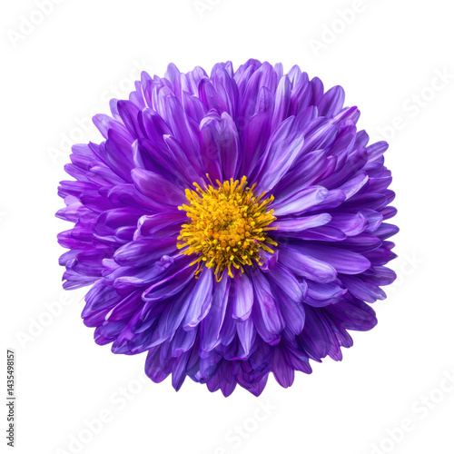 Purple aster flower close up isolated on transparent background