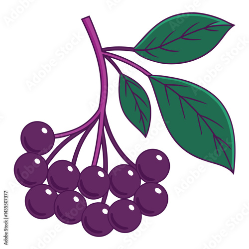 Cluster of purple berries with leaves