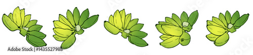 Ripening Banana Bunches – Tropical Fruit Botanical Illustration Set