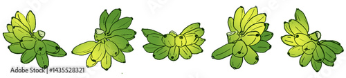 Ripening Banana Bunches – Tropical Fruit Botanical Illustration Set