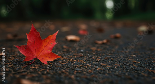 Single red maple leaf on dark asphalt road with blurred forest background. Autumn seasonal. Natural fallen foliage. Symbolic change metaphor. Environmental cycle representation. Minimalist nature