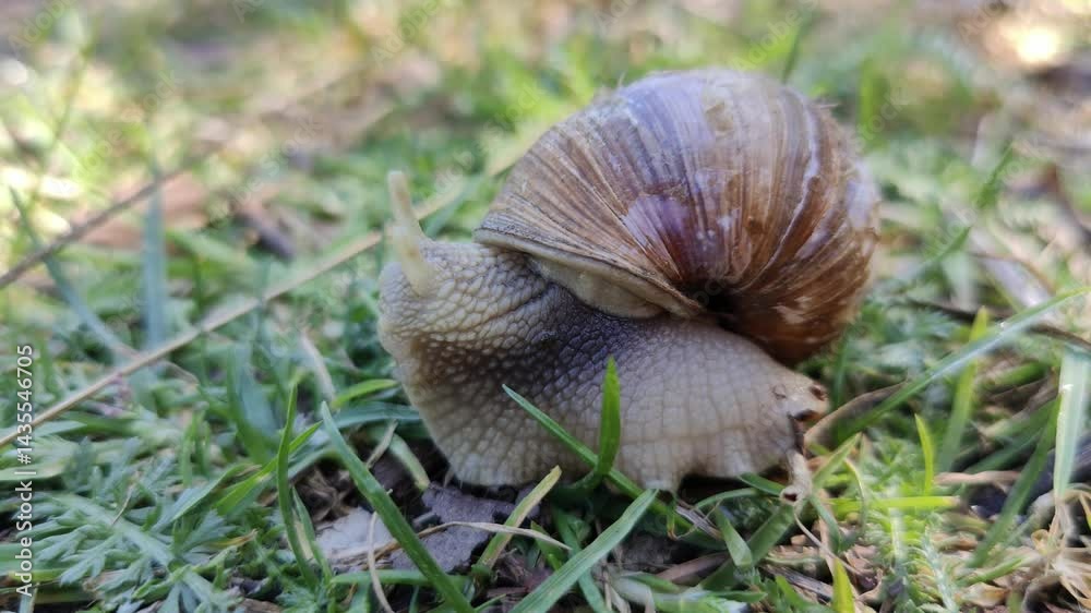 A snail crawling on the ground in the grass A snail crawling on the ground in the grass